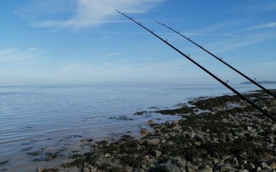 Cod Fishing Well Underway – an Excellent Season So Far!